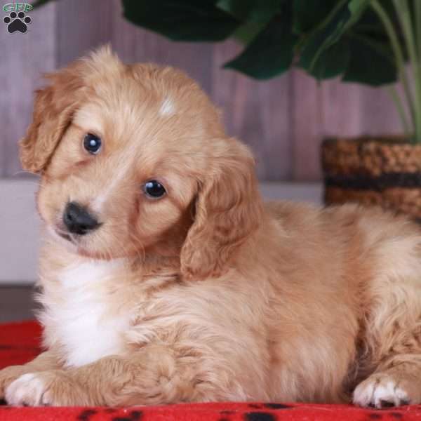 CHEETO, Miniature Golden Retriever Puppy